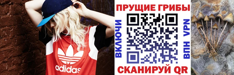 Псилоцибиновые грибы MAGIC MUSHROOMS  купить наркотики цена  Жиздра 